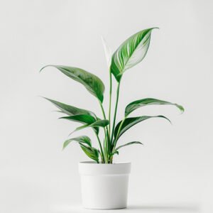 Home page product 06
